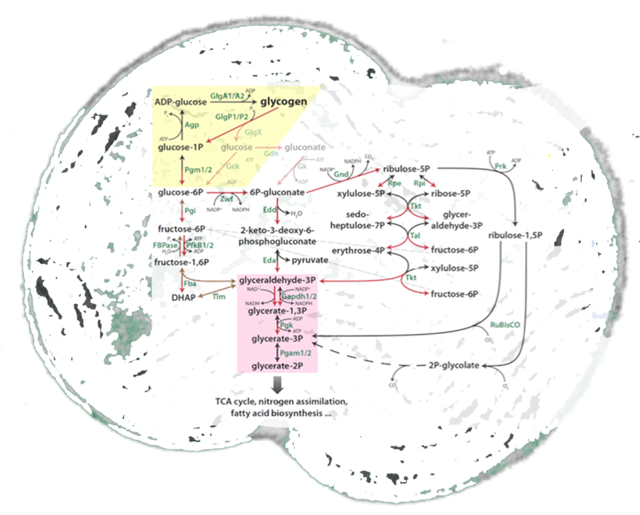 Schematic view of primary carbon metabolism in cyanobacteria