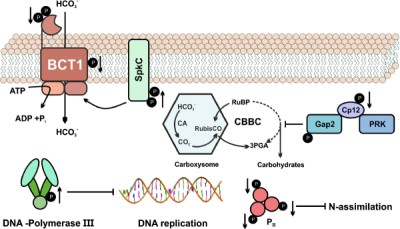 Change in protein phosphorylation during acclimation to low carbon dioxide availability